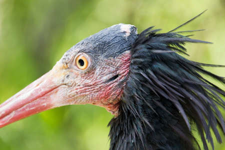 Close-up of hermit ibisの写真素材