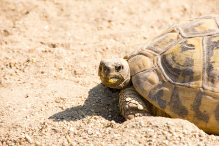 Angry looking turtle on the way homeの写真素材