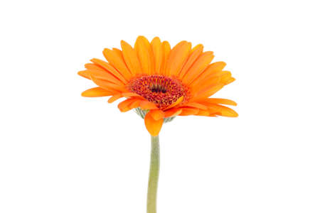 Single orange gerbera isolated on white backgroundの写真素材