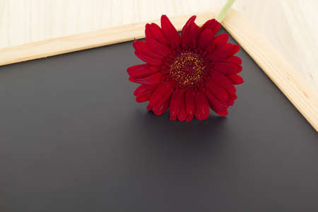 Single red gerbera on blank blackboardの写真素材
