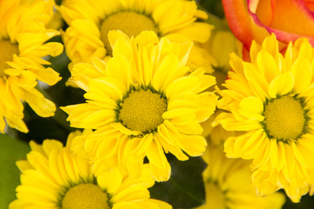 Beautiful blossoms of yellow chrysanthmums