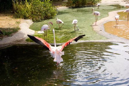 Greater flamingo showing beautiful wingsの写真素材