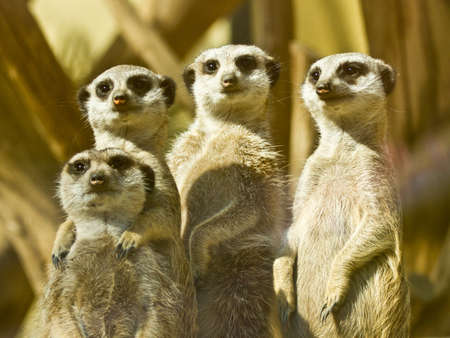 Meerkat family of four membersの写真素材