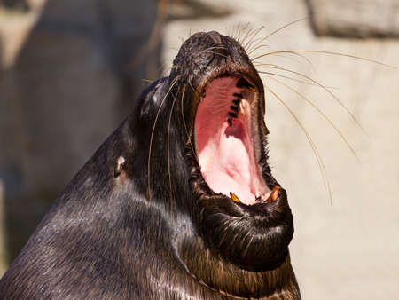 Tired sea lion yawningの写真素材