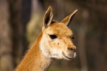 Young vicuna observing the areaの写真素材