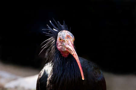 Northern bald ibis observing youの写真素材