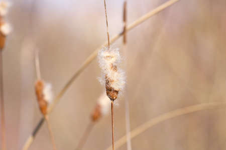 Reed beds at wetlandの写真素材