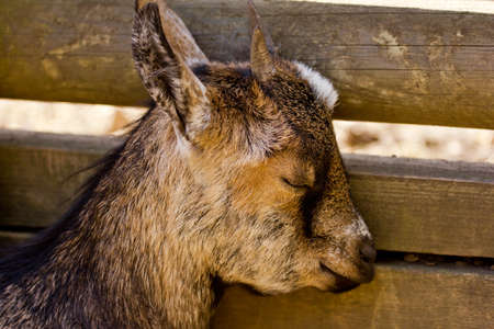 Young domestic goat sleepingの写真素材