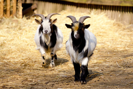 Domestic goats