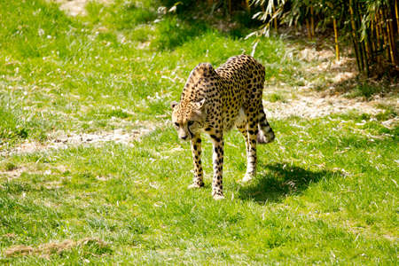 Cheetah hungry for meatの写真素材
