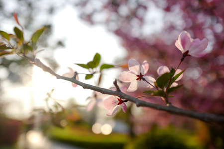 Peach blossomの写真素材