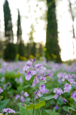 Purple flowersの写真素材