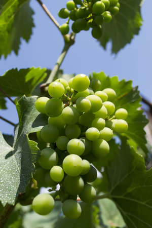 grapes