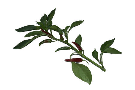 Hot Peppersの写真素材