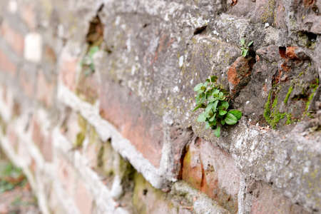 Grenn Leafs on ruined old Brick Wallの写真素材