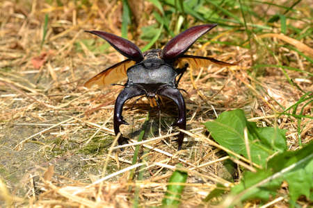 Brown Stag Beetle1の写真素材
