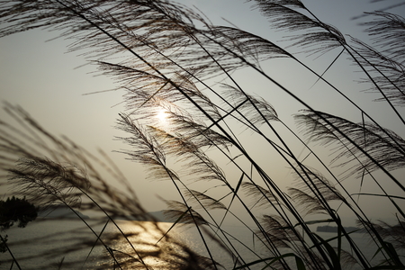 A reed under the setting sunの写真素材