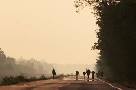 Cow and owner in Thailand countryの写真素材