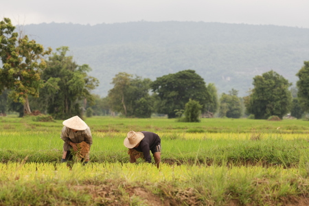 Thailand agricultureの写真素材