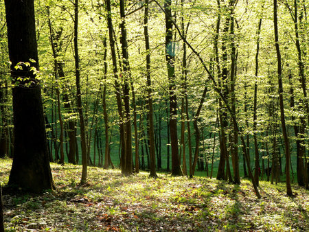 forest in sprigtime
