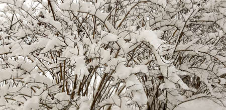bush covered with soft fresh snow, background.の写真素材
