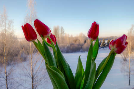 red tulips on the background of a frosty winter landscapeの写真素材