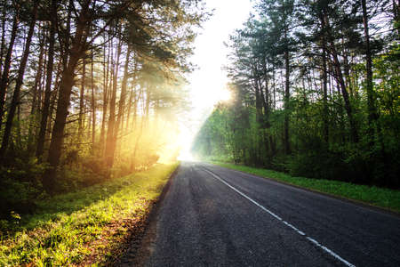 The road going up to the sun among the forest in the early morningの写真素材