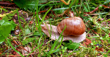 grape snail crawling on wet grass after rainの写真素材
