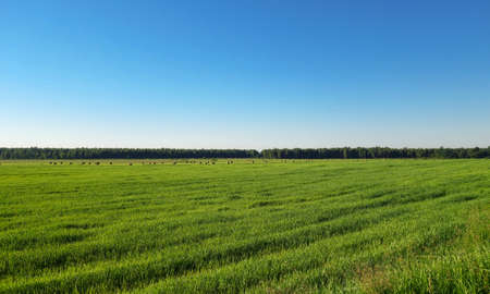 Large green field with rolls of hay on a background of forest and blue skyの写真素材