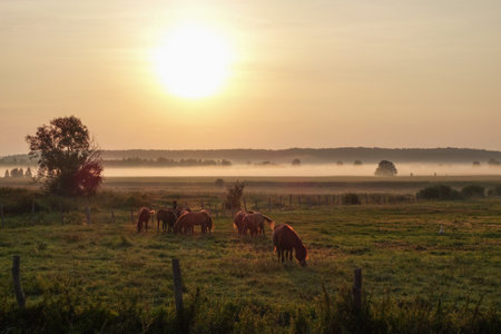 Horses grazing on a green field in the morning sun at dawnの写真素材