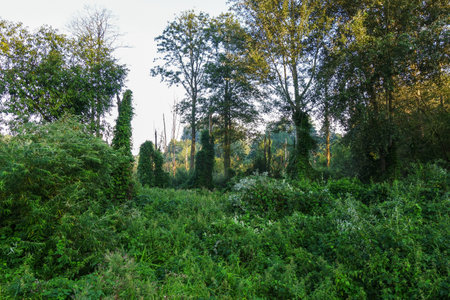 Dense impenetrable green thickets in a green forest. Jungleの写真素材