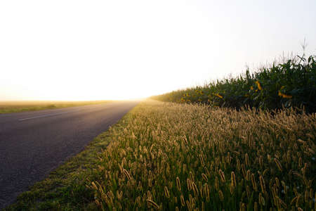 The road leading to the sun through the field of sunflowers and earsの写真素材