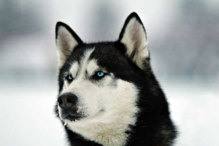 alascan malamute with ice on moustacheの写真素材