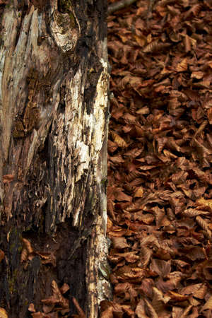 timber and autumn leavesの写真素材