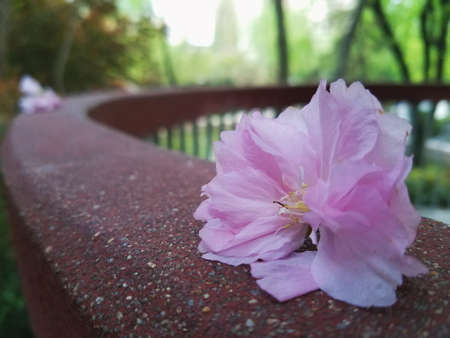 Close up to a pink flowerの写真素材