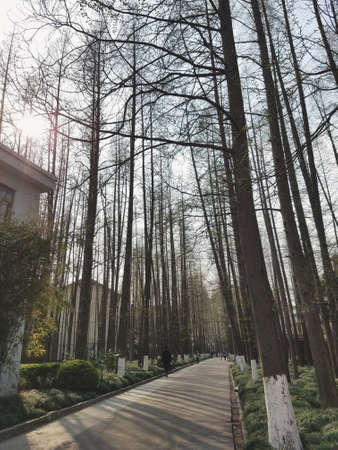 Road along the garden in Tongji Universityのeditorial素材