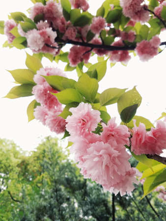 Close up to pink spring flowersの写真素材