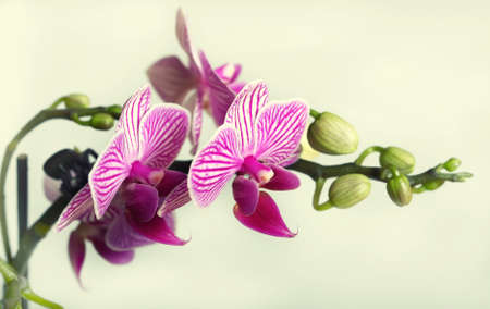 Orchid Phalaenopsisの写真素材