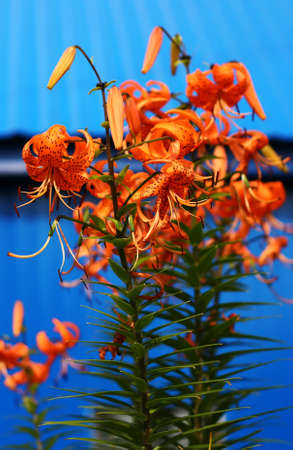 tiger lily on blue background , selective focusの写真素材