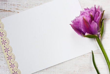 Pink tulip and blank greeting card, over white wooden table