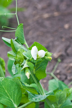 Pea plant with white blooms, selective focus