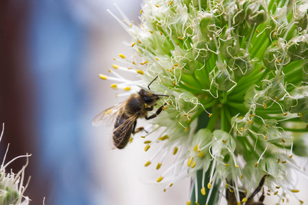 Blooming onion and bee, selective focus