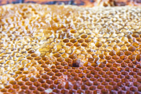 Honeycombs with honey. Selective focusの写真素材