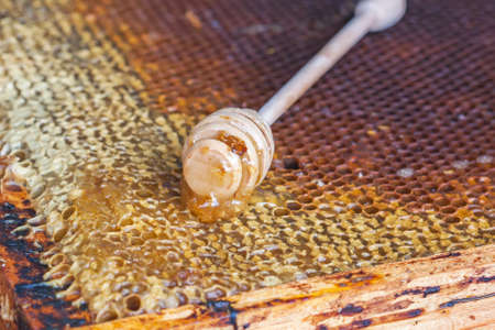 Honeycombs with honey and wooden honey dipper. Selective focusの写真素材