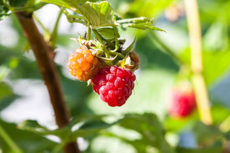 Raspberry. Growing Organic Berries closeup. Selective focusの写真素材