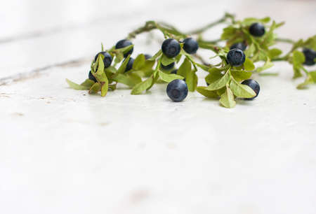 Blueberries  on a branch.  Selective focus and shallow depth of field.の写真素材