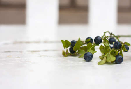 Blueberries  on a branch.  Selective focus and shallow depth of field.の写真素材