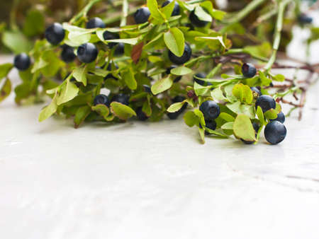 Blueberries  on a branch.  Selective focus and shallow depth of field.の写真素材