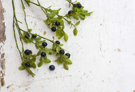Blueberries  on a branch.  Selective focus and shallow depth of field.の写真素材