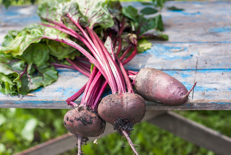 Fresh organic beets  with soil,  with tops on old wooden table, selective focus.  Natural day light.
